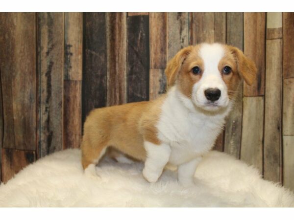 Pembroke Welsh Corgi-DOG-Female-Red / White-15381-Petland Racine, Wisconsin
