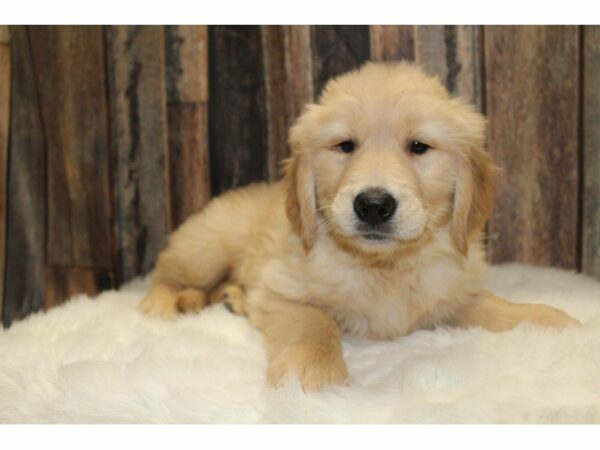 Golden Retriever-DOG-Male-Cream-15388-Petland Racine, Wisconsin