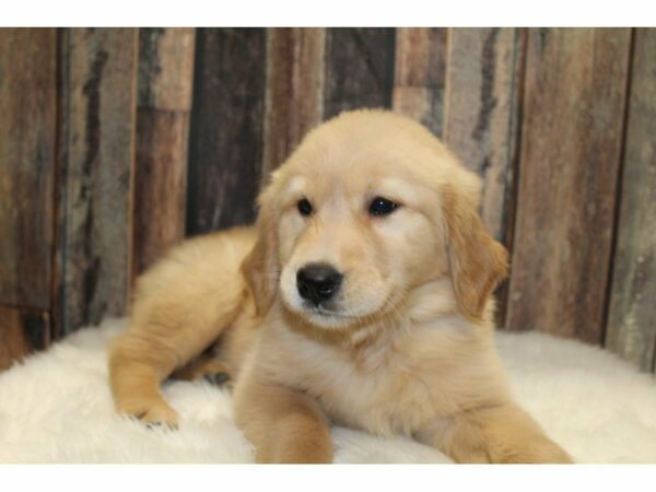 Golden Retriever-DOG-Female-Cream-15389-Petland Racine, Wisconsin