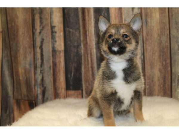 Pom/Shiba-DOG-Female-Brown-15390-Petland Racine, Wisconsin