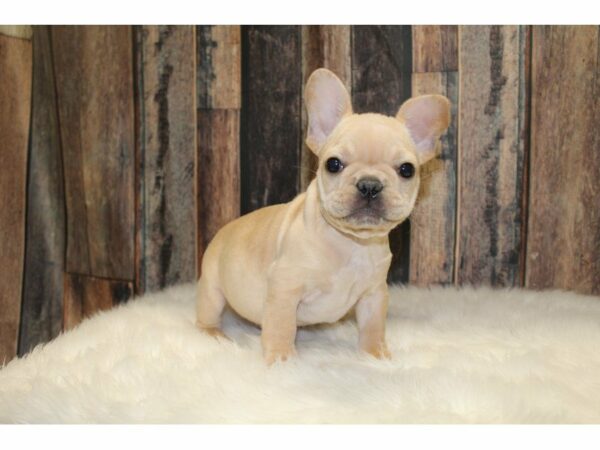 French Bulldog-DOG-Male-Cream-15391-Petland Racine, Wisconsin