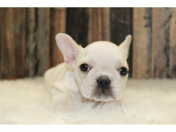 French Bulldog-DOG-Male-White/Cream-15392-Petland Racine, Wisconsin