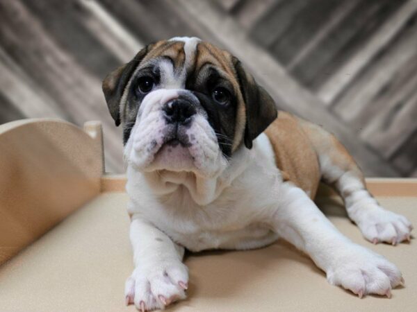 English Bulldog-DOG-Male-RD/WH-23940-Petland Racine, Wisconsin