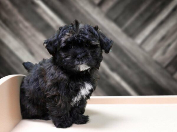 Shihpoo DOG Male Brindle 23932 Petland Racine, Wisconsin