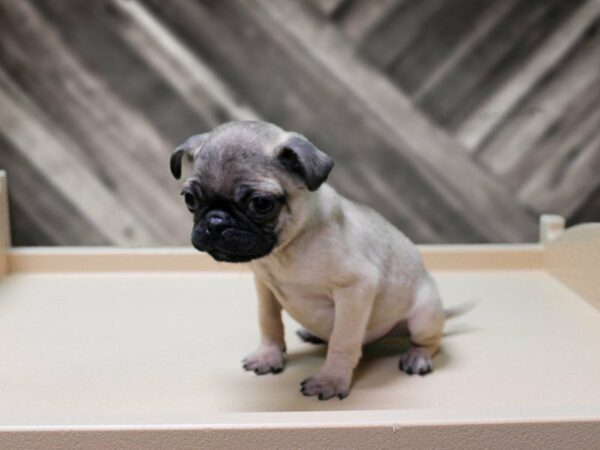 Pug-DOG-Male-Fawn-23936-Petland Racine, Wisconsin
