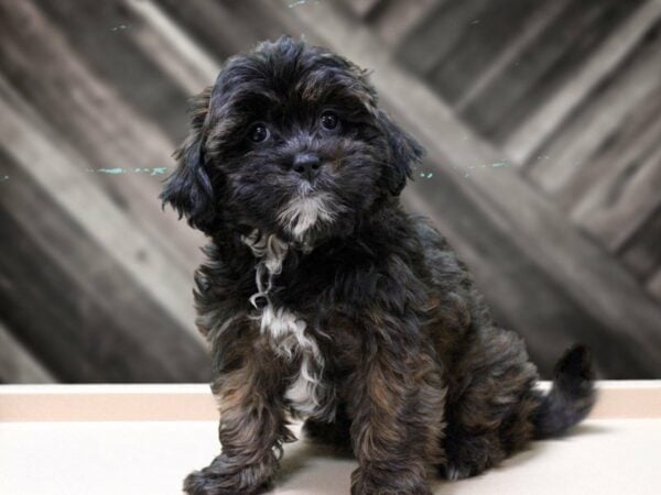 Shihpoo DOG Female Brindle 23929 Petland Racine, Wisconsin