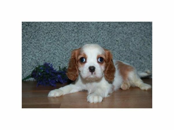 Cavalier King Charles Spaniel-DOG-Female-Blenheim-23941-Petland Racine, Wisconsin