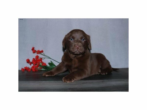 Labrador Retriever-DOG-Male-Chocolate-23950-Petland Racine, Wisconsin