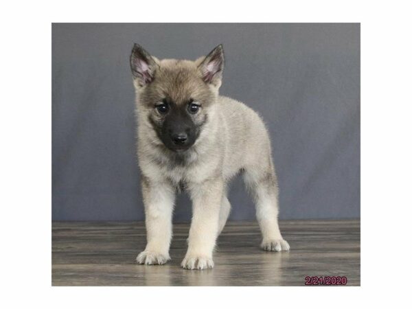 Norwegian Elkhound DOG Male Black / Silver 23946 Petland Racine, Wisconsin