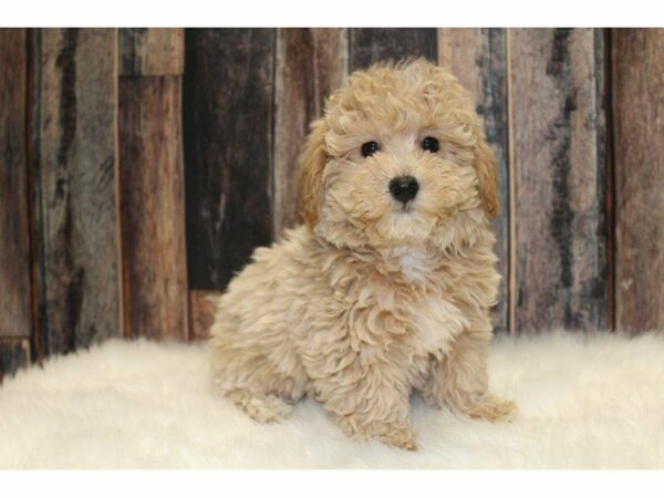 Bichon Poo DOG Female Cream 15396 Petland Racine, Wisconsin