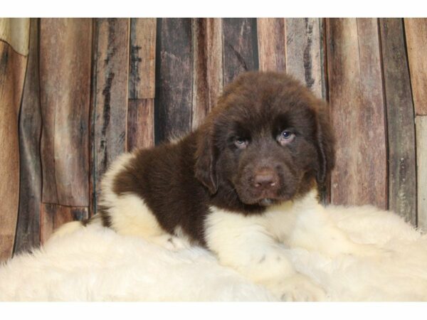 Newfoundland-DOG-Female-Brown/White-15398-Petland Racine, Wisconsin