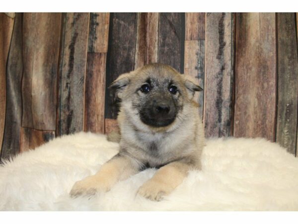 Norwegian Elkhound DOG Female Black/Silver 15400 Petland Racine, Wisconsin