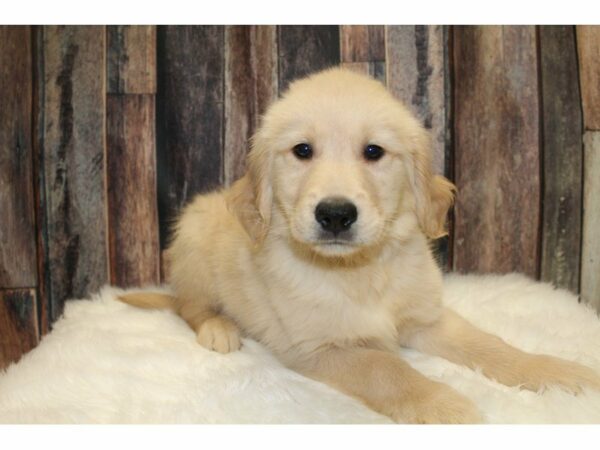 Golden Retriever-DOG-Male-Cream-15401-Petland Racine, Wisconsin