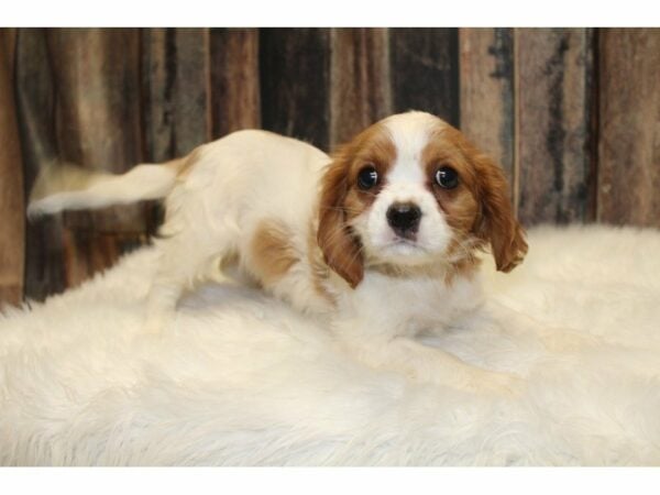 Cavalier King Charles Spaniel-DOG-Female-Blenheim-15402-Petland Racine, Wisconsin