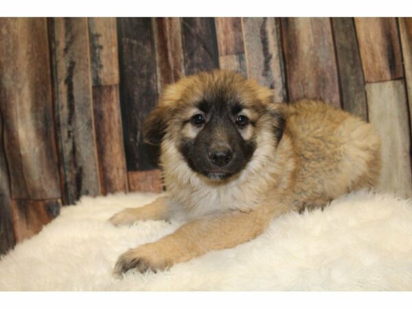 German Shepherd-DOG-Female-Sable-15403-Petland Racine, Wisconsin