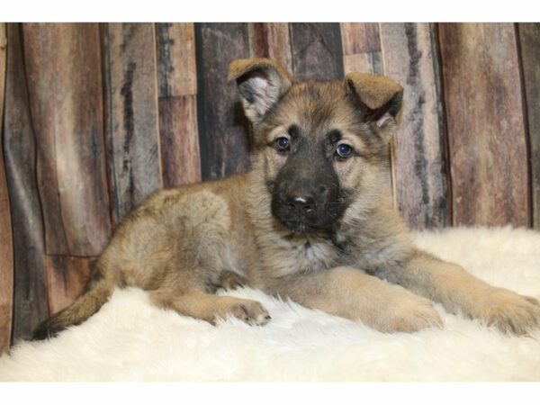 German Shepherd-DOG-Female-Sable-15404-Petland Racine, Wisconsin