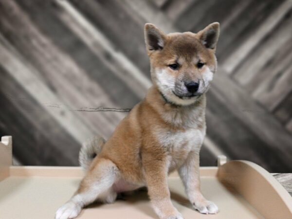 Pom/Shiba-DOG-Female-Brown-23948-Petland Racine, Wisconsin