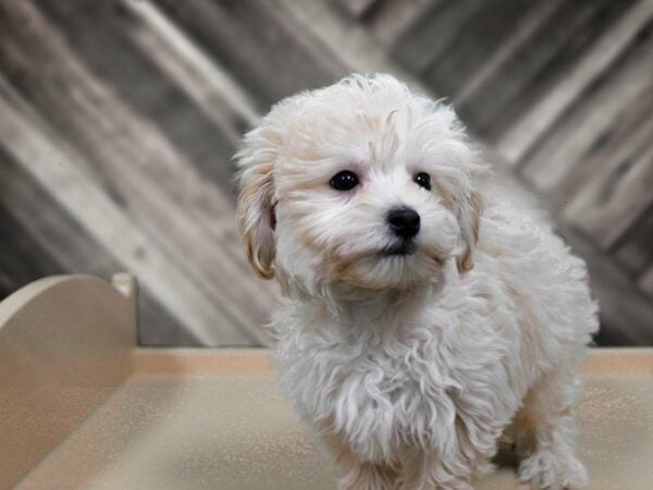 Maltipoo DOG Male Buff 23954 Petland Racine, Wisconsin