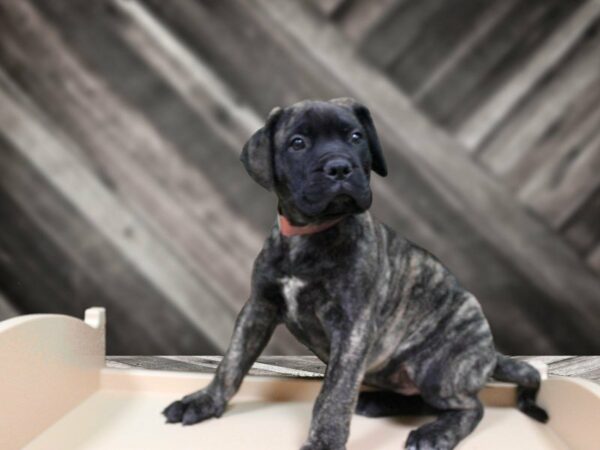 Bullmastiff DOG Female Brindle 23953 Petland Racine, Wisconsin