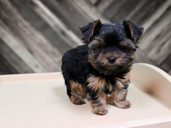Yorkshire Terrier-DOG-Male-Black / Tan-23944-Petland Racine, Wisconsin