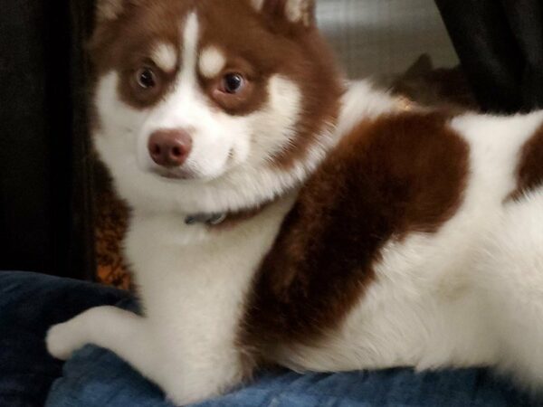 Pomsky DOG Male Chocolate 22572 Petland Racine, Wisconsin