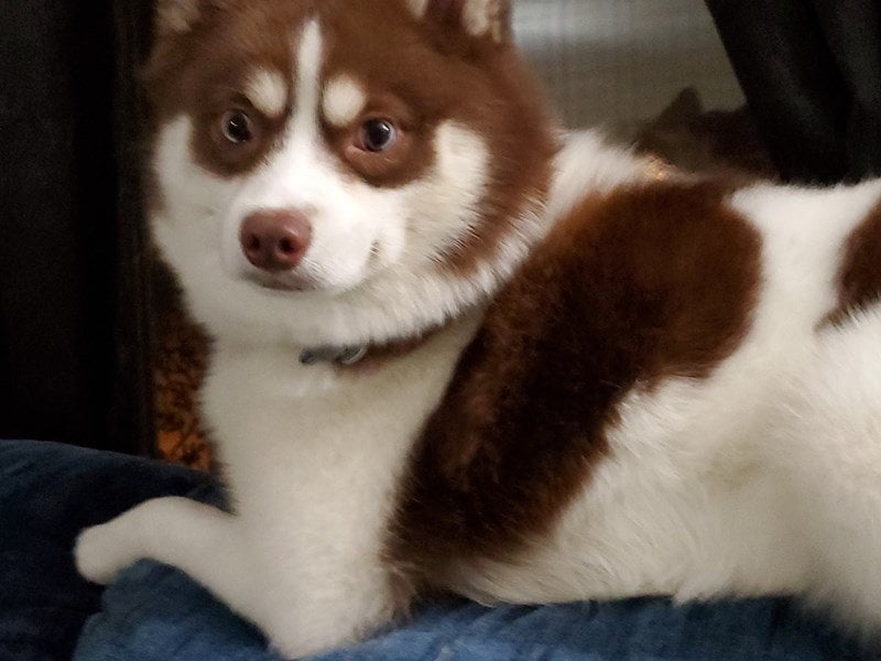 Pomsky Puppy Chocolate ID:22572 Located at Petland Racine, Wisconsin