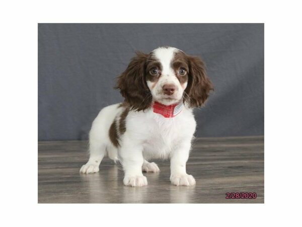Dachshund-DOG-Female-Brown / White-15414-Petland Racine, Wisconsin