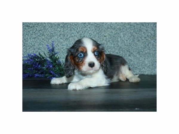 Cavalier King Charles Spaniel-DOG-Male-Blue Merle-15413-Petland Racine, Wisconsin