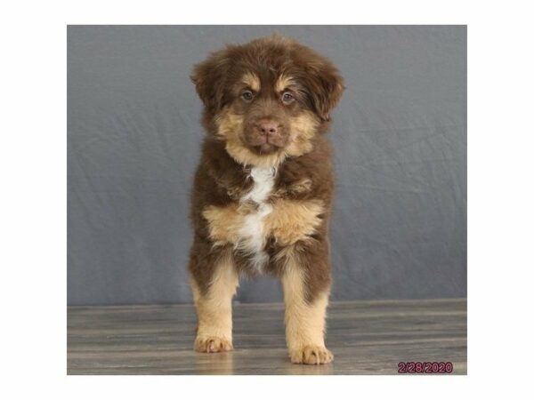 Australian Shepherd-DOG-Female-Red-15415-Petland Racine, Wisconsin
