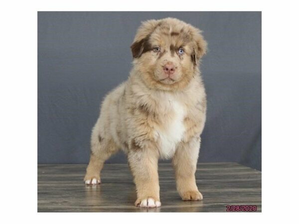 Australian Shepherd-DOG-Male-Red Merle-15412-Petland Racine, Wisconsin