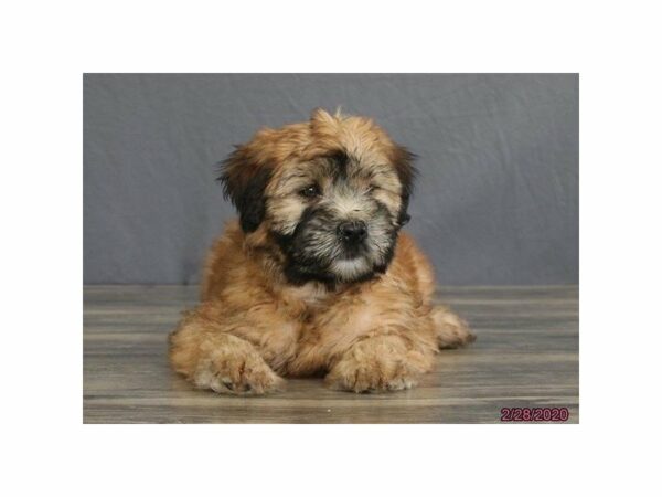Soft Coated Wheaten Terrier-DOG-Female-Wheaten-15417-Petland Racine, Wisconsin