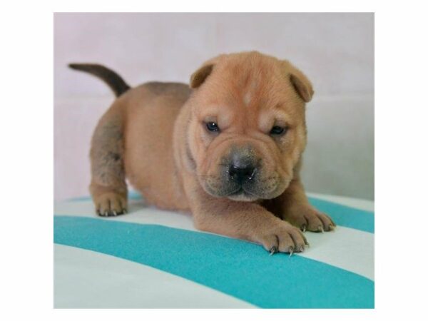 Chinese Shar-Pei-DOG-Female-Sable-23958-Petland Racine, Wisconsin