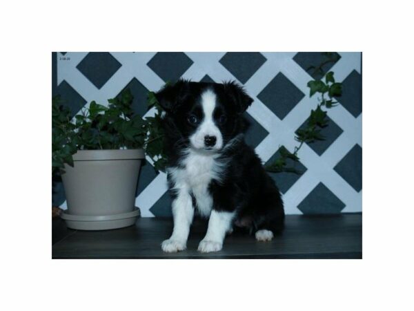 Australian Shepherd-DOG-Female-Black / White-23963-Petland Racine, Wisconsin