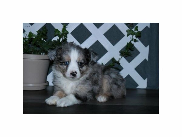 Australian Shepherd-DOG-Male-Blue Merle-23962-Petland Racine, Wisconsin
