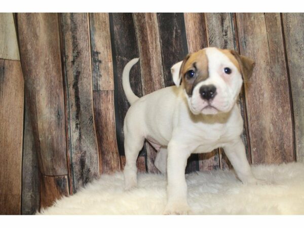 American Bulldog-DOG-Male-White-15406-Petland Racine, Wisconsin