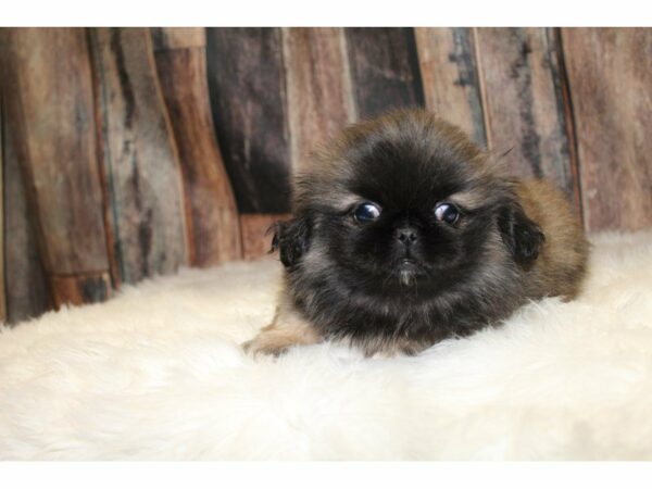 Pekingese-DOG-Male-Sable/Black Mask-15418-Petland Racine, Wisconsin