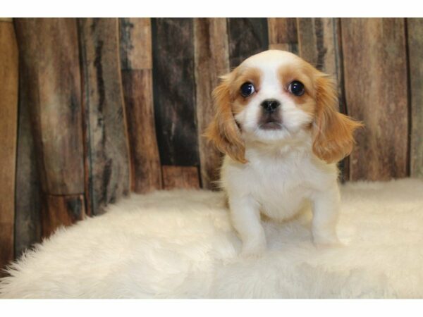 Cavalier/ Pekingese-DOG-Male-Blenheim-15420-Petland Racine, Wisconsin