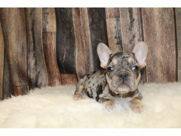 French Bulldog-DOG-Male-Blue Merle Tricolor-15421-Petland Racine, Wisconsin