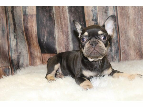 French Bulldog-DOG-Male-Chocolate Tan-15422-Petland Racine, Wisconsin