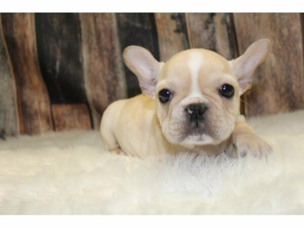 French Bulldog-DOG-Male-Cream-15423-Petland Racine, Wisconsin