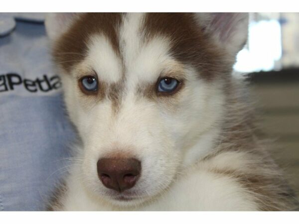 Siberian Husky-DOG-Male-Red/White-15424-Petland Racine, Wisconsin