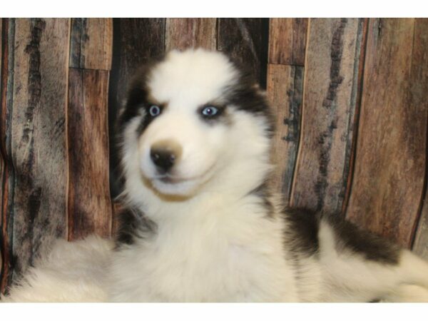 Siberian Husky-DOG-Male-Black/White-15425-Petland Racine, Wisconsin