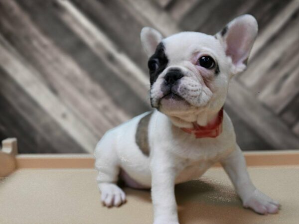 French Bulldog-DOG-Female-RD/WH/PIE-23978-Petland Racine, Wisconsin
