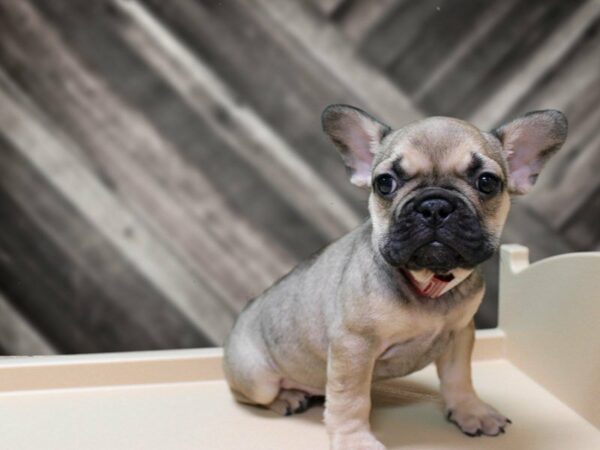 French Bulldog-DOG-Female-SBLE/TRI-23976-Petland Racine, Wisconsin