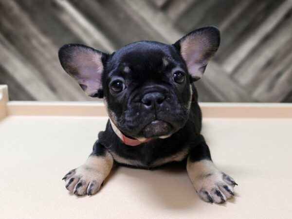 French Bulldog-DOG-Female-BLK/TN-23977-Petland Racine, Wisconsin