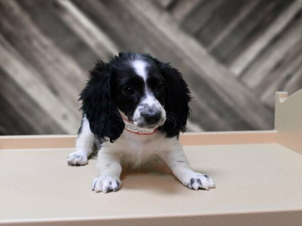 Dachshund-DOG-Female-Black / White-23961-Petland Racine, Wisconsin