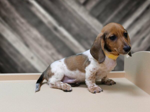 Dachshund-DOG-Male-RD/PIED-23972-Petland Racine, Wisconsin