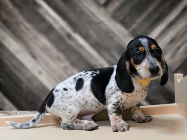 Dachshund-DOG-Male-RD/PIED-23973-Petland Racine, Wisconsin