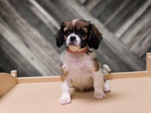 Pekalier-DOG-Female-Fawn / White-23985-Petland Racine, Wisconsin