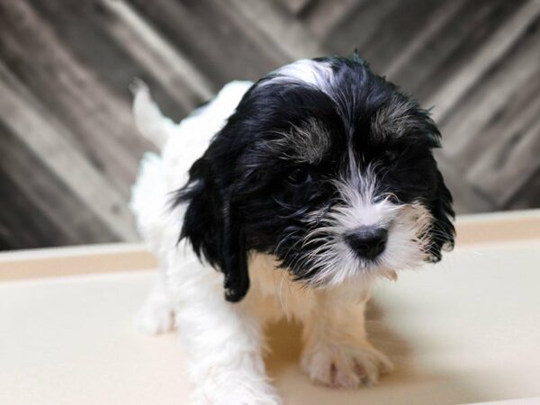 Cavanese-DOG-Male-WH/BLK/PRT-23974-Petland Racine, Wisconsin